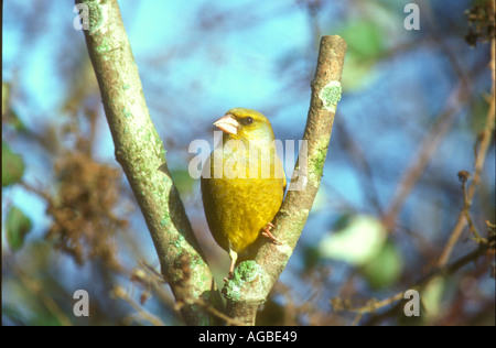 Männliche Grünfink ein klassisches portrait Stockfoto