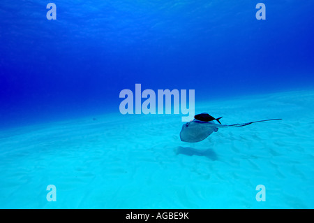 Ein Stachelrochen gleitet über sandigem Grund ins blaue Stockfoto