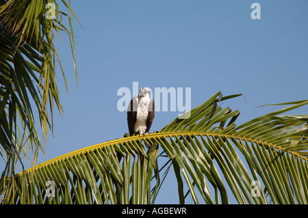 Fischadler Panadion Haliaetus in Palme in Bowditch Point Regional Park am nördlichen Ende von Fort Myers Beach am Golf von Mexiko Stockfoto