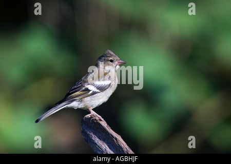 Buchfink Fringilla Coelebs thront auf Zweig suchen Warnung mit aus Fokus Hintergrund Potton bedfordshire Stockfoto