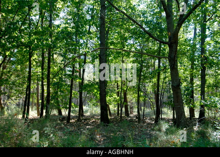 Gemischte Wälder, Sud-Touraine, Frankreich. Stockfoto