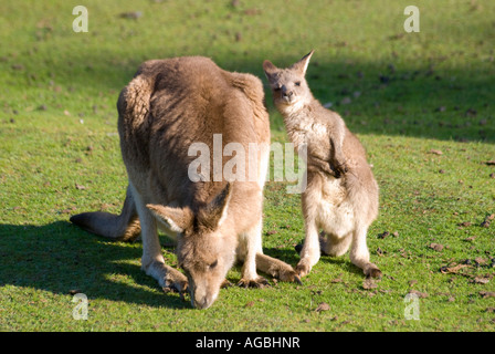 Ein Rufous Wallaby mit eine junge Joey Pflege Stockfoto