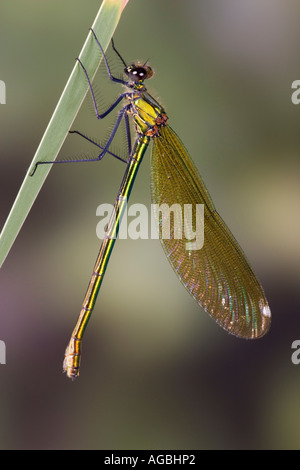 Weibliche Banded Prachtlibelle Calopteryx Splendens auch bekannt als gebänderten Agrion Sandy mit Fokus-Hintergrund Stockfoto