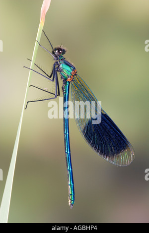 Männliche Banded Prachtlibelle Calopteryx Splendens auch bekannt als gebänderten Agrion Sandy mit Fokus-Hintergrund Stockfoto