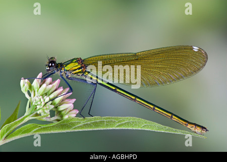 Weibliche Banded Prachtlibelle Calopteryx Splendens auch bekannt als gebänderten Agrion zeigen Markierungen und Detail Sandy Stockfoto