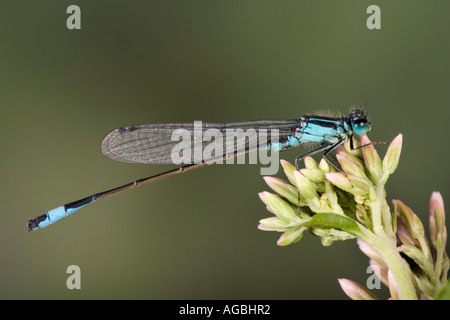 Blaue tailed Damselfly Ischnura Elegans in Ruhe zeigen, Markierungen und Detail Willington Bedfordshire Stockfoto