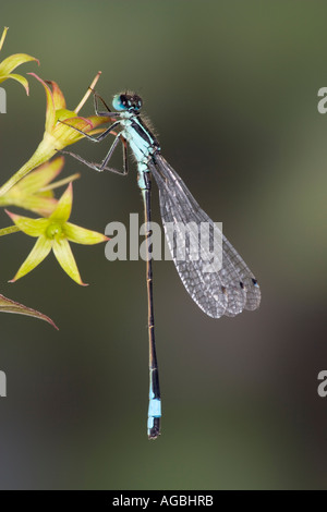 Blaue tailed Damselfly Ischnura Elegans in Ruhe zeigen, Markierungen und Detail Willington Bedfordshire Stockfoto