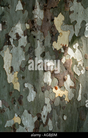 Schecken, abblätternde Rinde der Platane (Platanus Hybrida / Acerifolia), Sud-Touraine, Frankreich. Stockfoto