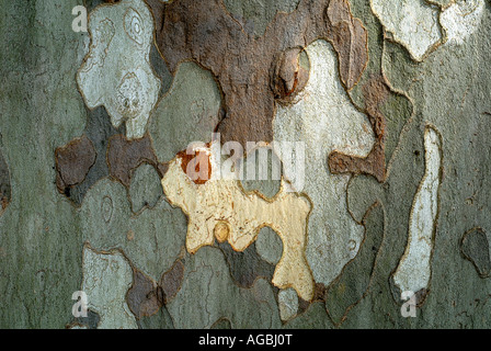 Schecken, abblätternde Rinde der Platane (Platanus Hybrida / Acerifolia), Sud-Touraine, Frankreich. Stockfoto