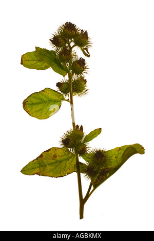 Größere Klette Arctium Lappa Flowerheads und Blätter am Stamm Surrey England August Stockfoto