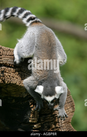 Ring-tailed Lemur - Lemur Catta Stockfoto