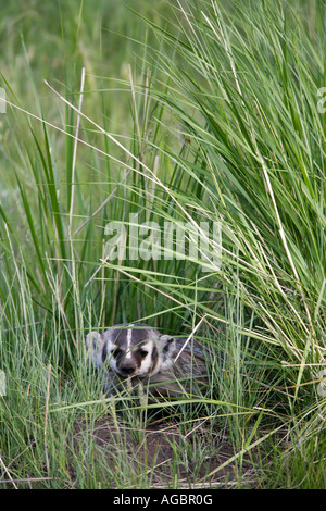 Ein Dachs Yellowstone-Nationalpark-Wyoming Stockfoto