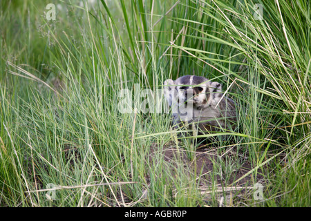 Ein Dachs Yellowstone-Nationalpark-Wyoming Stockfoto