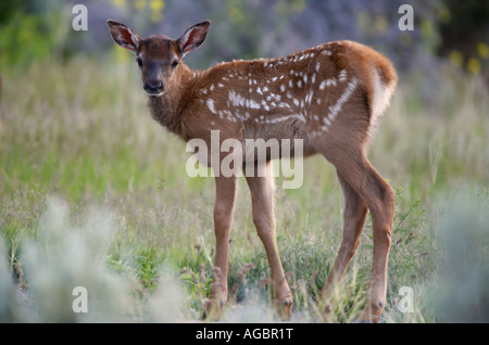 Elchkalb im Yellowstone-Nationalpark, Wyoming Stockfoto