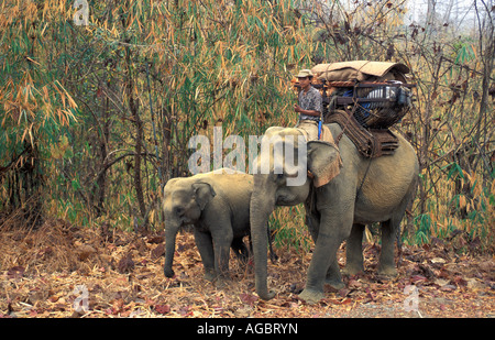 Myanmar, Bago Yoma Berge, Elefanten und jung Transport Korb Stockfoto