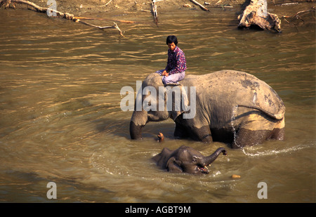 Myanmar, Bago Yoma Berge, Elefanten und junge Baden Stockfoto