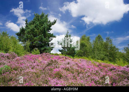 Des Teufels Punchbowl, Surrey, UK Stockfoto