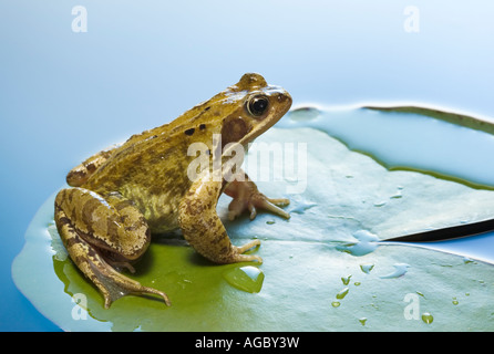 Grasfrosch, Rana Temporaria auf Wasser Seerosenblatt Stockfoto