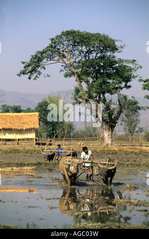 Myanmar, Inle-See, Wasserbüffel auf Reisfeld Stockfoto