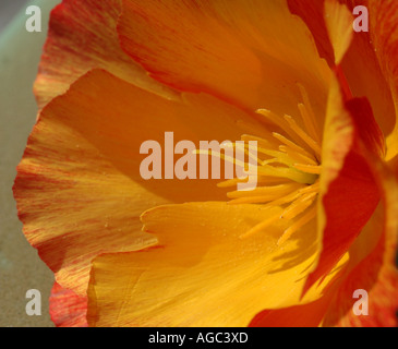 Kalifornischer Mohn, Eschscholzia californica Stockfoto