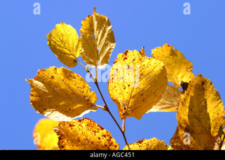Leaves of a hazel tree turning golden in Autumn Stockfoto