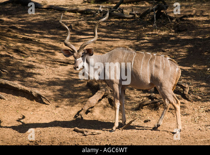 Kudu zu Fuß Stockfoto