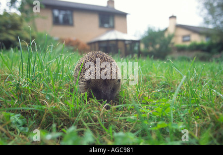 Ein Igel (Erinaceus Europaeus) in einem Vorort Garten in Teignmouth Devon Great Britain Stockfoto