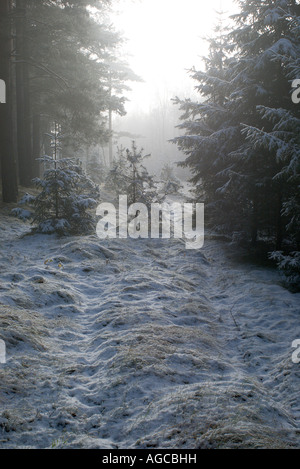 neblig Pfad im Winterwald Stockfoto