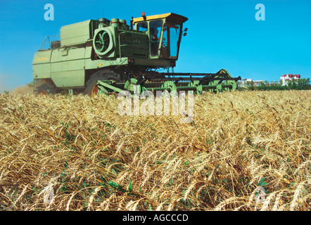 Ein Mähdrescher erntet ein wheaten Feld Altai Russland Stockfoto