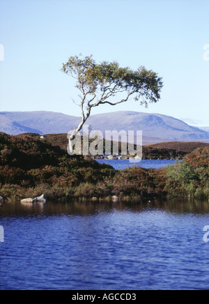 dh man Na h Achlaise RANNOCH MOOR ARGYLL isoliert einzelne Baum auf Insel See bergigen Feuchtgebiet Gelände Stockfoto