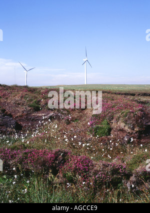 Dh Burgar hill Orkney WINDENERGIEANLAGEN UK Heather marsh Baumwolle NEG Windkraftanlagen Stockfoto