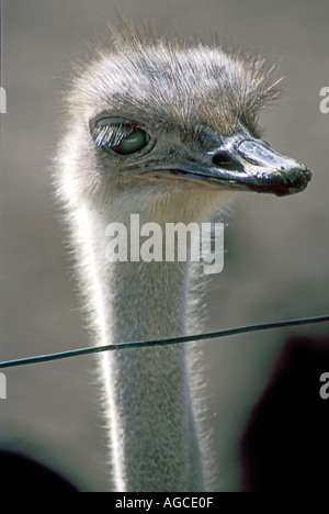 Strauß Struthio Camelus auf Straussenfarm auf der Insel Curacao Niederländische Antillen Stockfoto