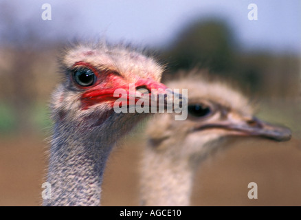 Strauß Struthio Camelus auf Straussenfarm in Curacao, Niederländische Antillen Stockfoto