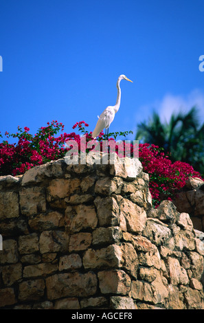 Weißer Reiher geben Sie Scheuern am Strand von einem Aussichtspunkt oberhalb der Hauptstrand in Aruba, niederländische Antillies Vogel Stockfoto