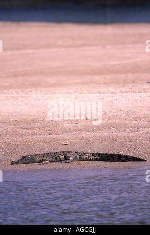 Ein Salzwasser-Krokodil liegt an den Ufern des Daintree River, weit im Norden Queensland, Australien. Stockfoto