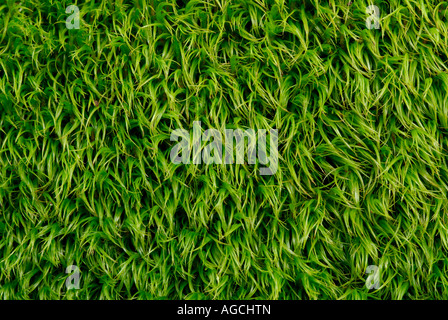 Nahaufnahme der grünen Gametophyten der Moose Dicranum sp Stockfoto