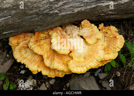 Laetiporus Sulphureus ist ein beliebtes essbaren Pilz allgemein bekannt als Huhn des Waldes Stockfoto