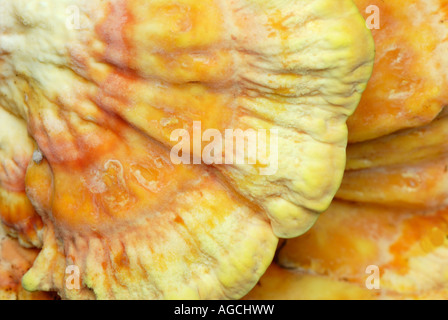 Laetiporus Sulphureus ist ein beliebtes essbaren Pilz allgemein bekannt als Huhn des Waldes Stockfoto