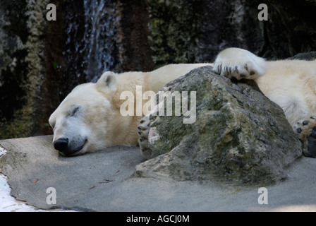 Eisbär Ursus Maritimus schlafen in einem konkreten und Rock Zoo-Gehäuse Stockfoto