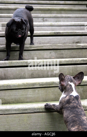 Erwachsene schwarz Mops stehend auf der Treppe, blickte auf gestromte französische Stier Hund Welpen. Stockfoto