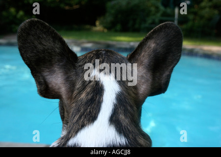 Rückansicht des Hundes am pool Stockfoto