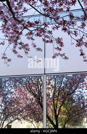 Rosa Frühlingsblüten spiegeln sich in der gespiegelten Glasfenster der Gebäudefront in einem lokalen Park in Utah, USA. Stockfoto