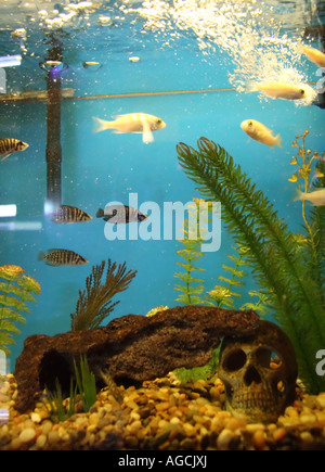 Ein Tropische Süßwasserfische Tank gefüllt mit Fisch aus der Familie der Buntbarsche. Eine ruhige Szene, trotz der Schädel auf dem Boden. Stockfoto