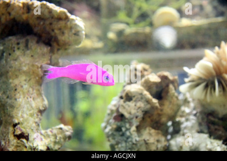 Dieses hell Magenta Salzwasser Fisch schwimmt solo, wirklich von ihrer Umgebung abheben. Stockfoto