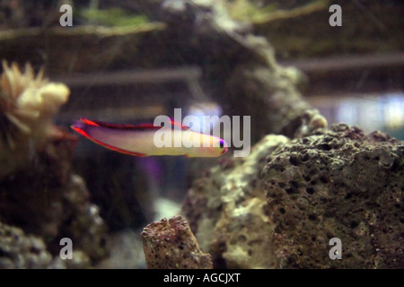 Eine exotische Firefish schwimmt alleine in einem Salzwasser-Tank in einer Tierhandlung in Utah, USA. Stockfoto