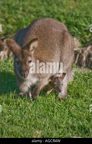 Ein Rufous Wallaby mit einem jungen Joey Blick aus ihrem Beutel Stockfoto