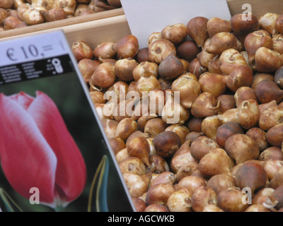 Tulpenzwiebeln in bpxes Stockfoto