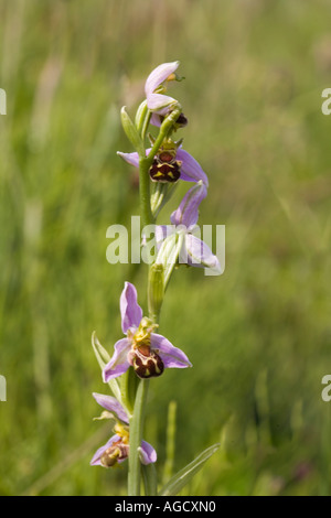 Biene Orchidee Ophrys Apifera wachsen an der Küste von Yorkshire UK Stockfoto