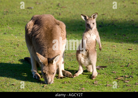 Ein Rufous Wallaby mit eine junge Joey Pflege Stockfoto