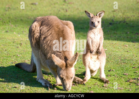 Ein Rufous Wallaby mit eine junge Joey Pflege Stockfoto